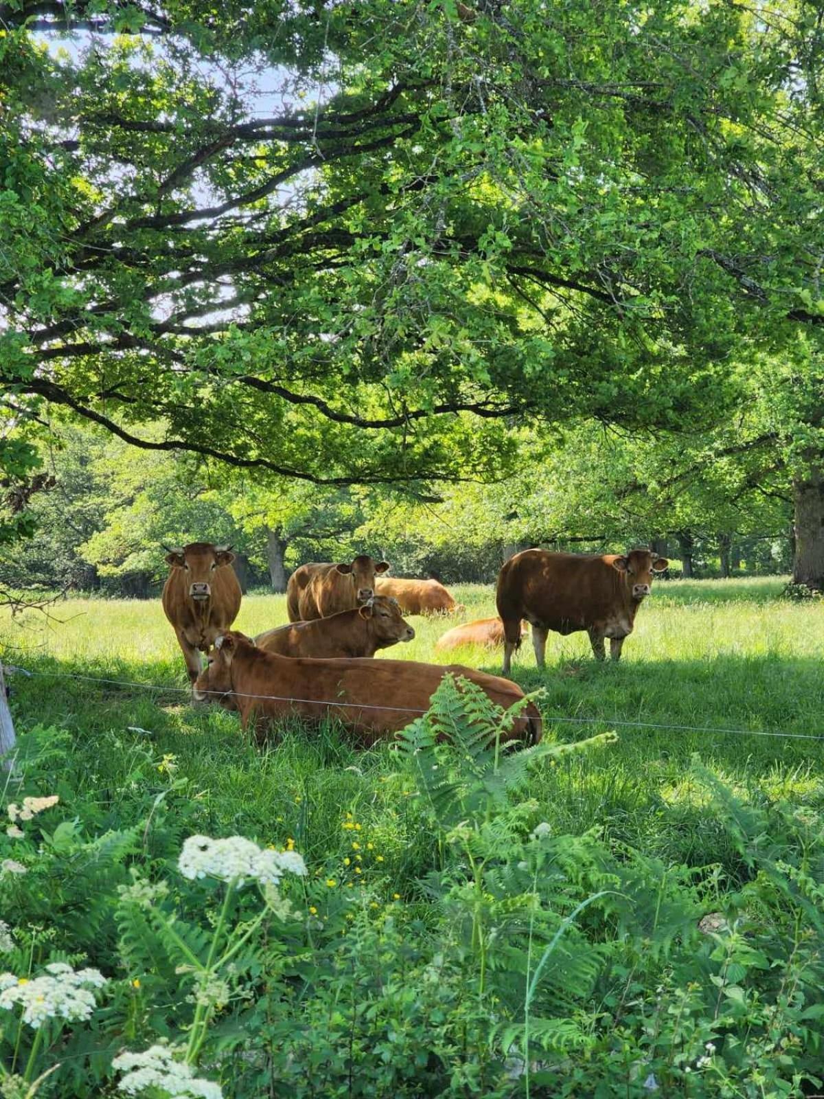 Le Chalet Limousin Folles エクステリア 写真